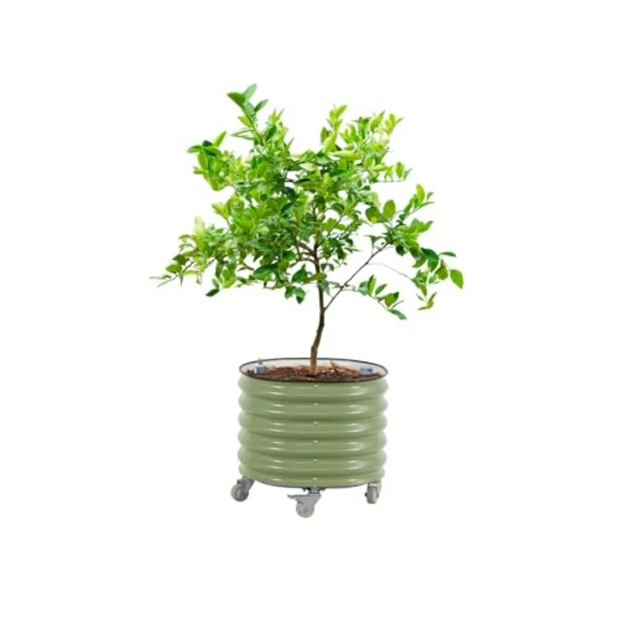 Self Watering Planter - Rollender Zitrusbaum-Pflanzkübel Gen 3, selbstbewässernd, 24