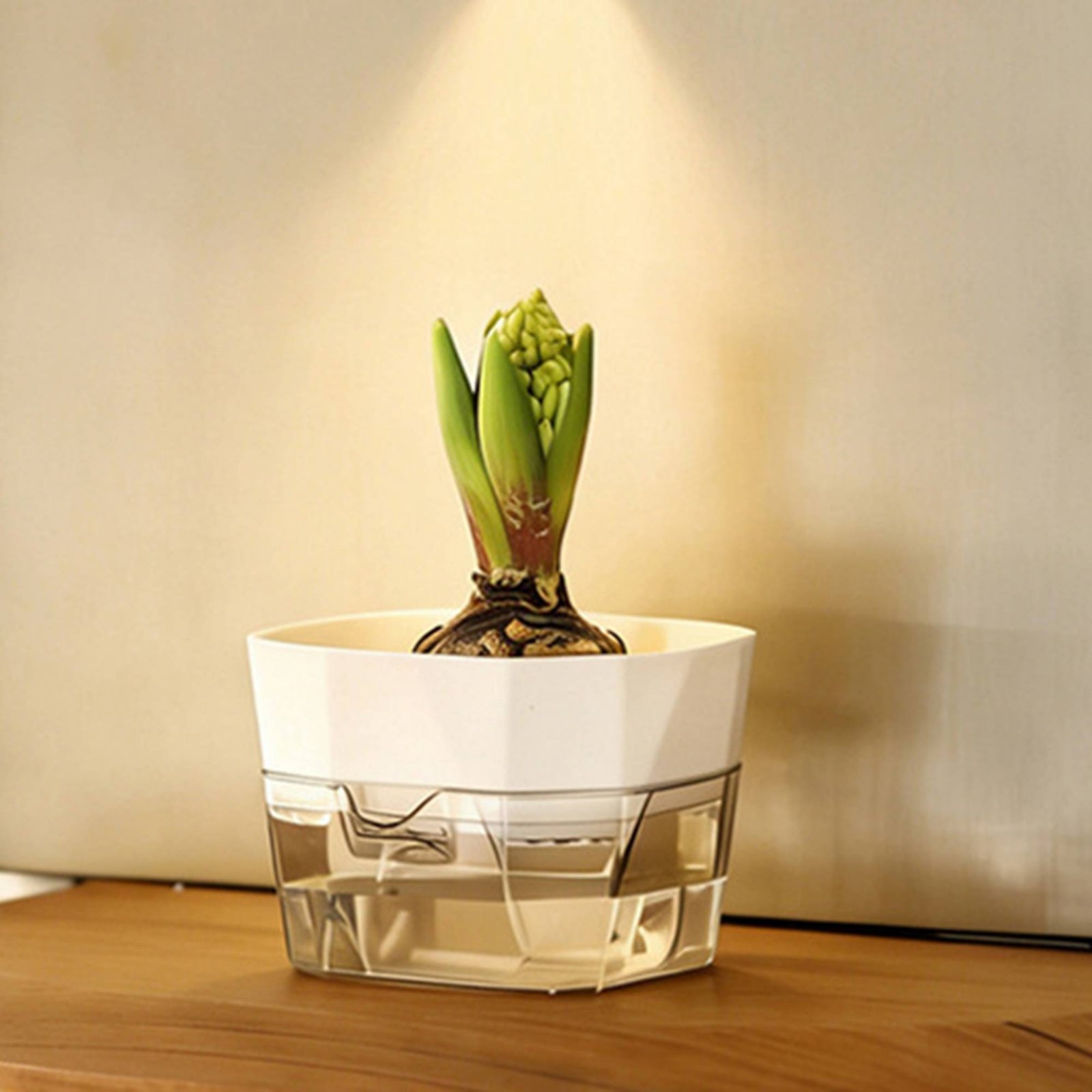 Hydroponische Glühbirnen-Vase  – Plant Pot Bewertung und Preis