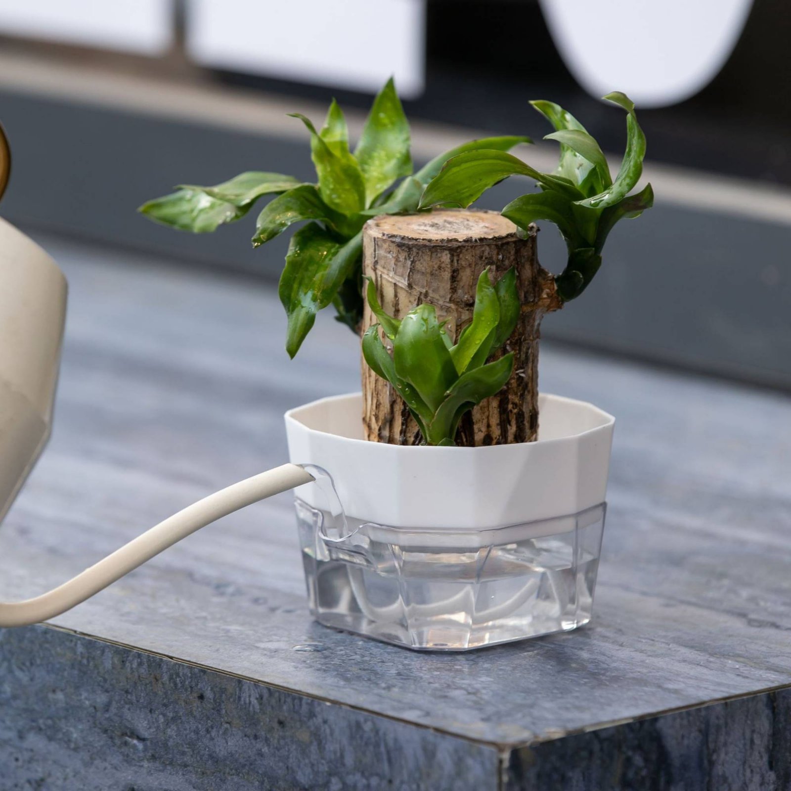 Hydroponische Glühbirnen-Vase  – Plant Pot Bewertung und Preis
