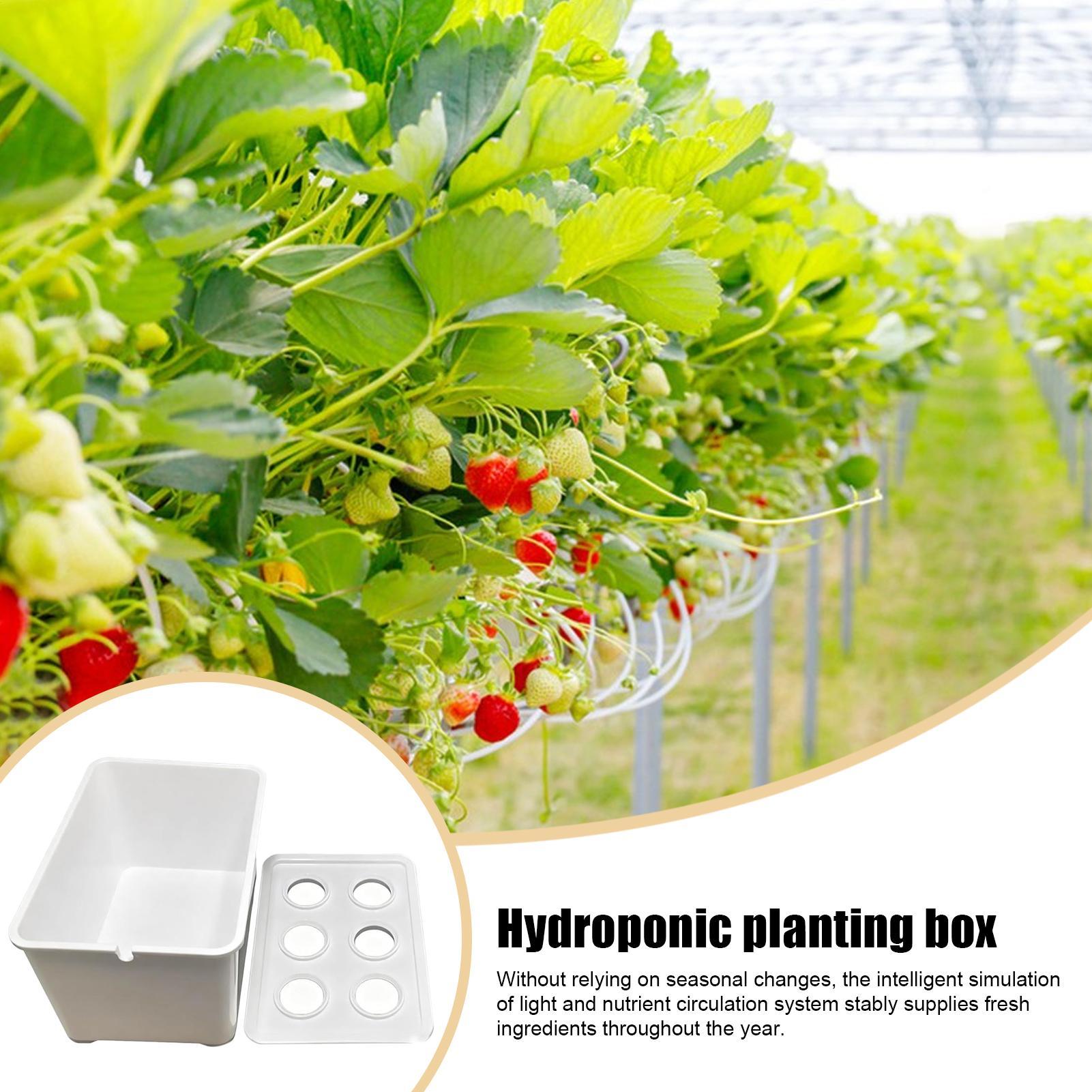 Hydroponisches Pflanzset, anfä – Hydroponic Kit Bewertung und Preis