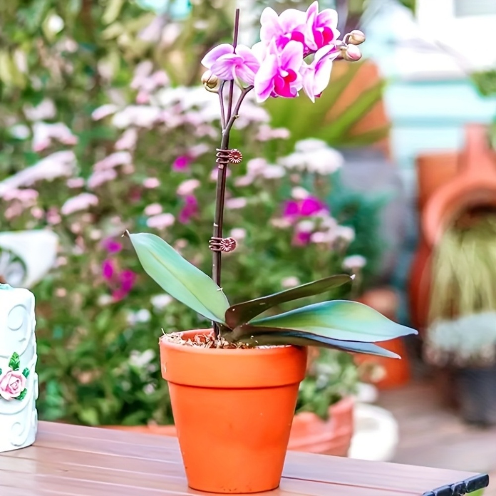 100 Stück Orchideen- und Ranke – Indoor Herb Garden Bewertung und Preis