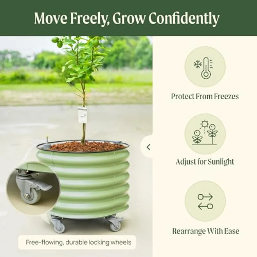 Rollender Zitrusbaum-Pflanzküb – Self Watering Planter Bewertung und Preis
