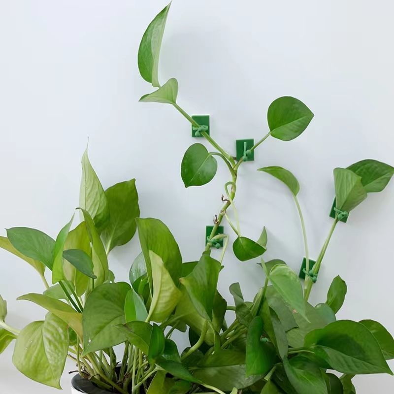 Selbstklebende Pflanzen-Klette – Indoor Herb Garden Bewertung und Preis