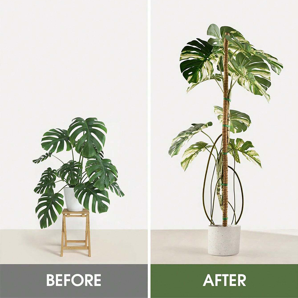 Moosstange für Pflanzen, Monst – Indoor Herb Garden Bewertung und Preis