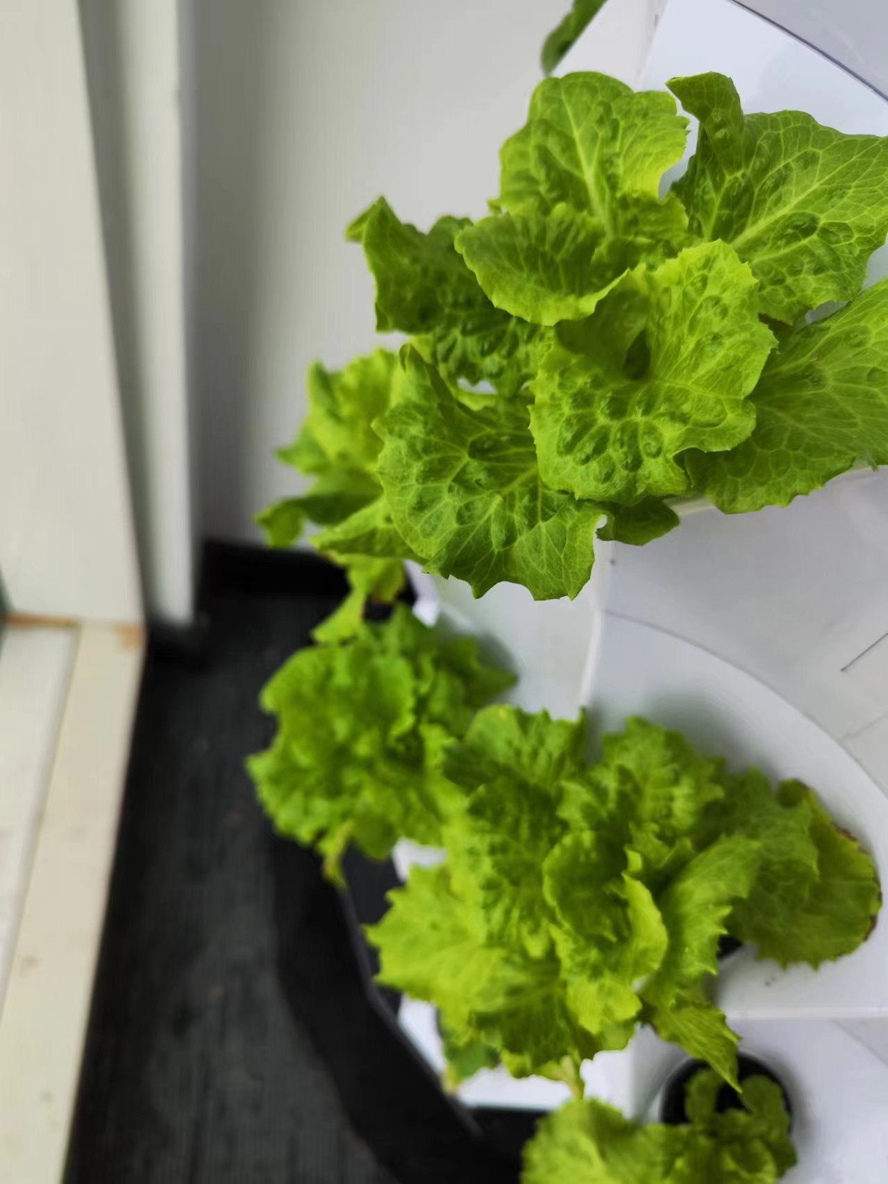 Automatisches Bewässerungssyst – Hydroponic Kit Bewertung und Preis